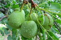 MARULA Alkollü bir bitki olan marula meyvelerini yiyen filler sarhoş olup yerlere düşüyor Çünkü Afrika da yetişen bu meyve dalda kaldığı sürede fermente oluyor ve içindeki alkol 17 ye kadar çıkıyor