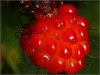 SOMONDUDU Turuncu bir ahududu düşünün ama ahudududan çok lezzetli ve C vitamini açısından da daha zengin Üstelik kutup dairesine uzanan kuzey alanlarda da rahatlıkla yetişebiliyor