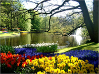 Bu bahçe de ayrıca sınır tanımayan botanik göller çeşit çeşit hayvanlar bir de Hollanda nın sembolü olan bir değirmen bulunuyor Renk cümbüşünün içinde kendinizi bulabileceğiniz eşsiz bir ortama sahip