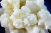 Probiyotikler Yoğurtun faydalı olmasının nedenlerinden biri de onun probiyotik bakterilerden zengin oluşudur Probiyotik bakteriler bağışıklığı güçlendirir Kolesterolü ve şekeri dengeler Kefirde de bol miktarda probiyotik bulunmaktadır Yani yoğurda ayrana kefire biraz daha ağırlık vermekte yarar var