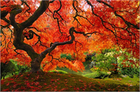 Oregon ABD Japon akçaağacı