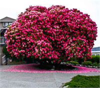 Kanada 125 yaşında ormangülü ağacı