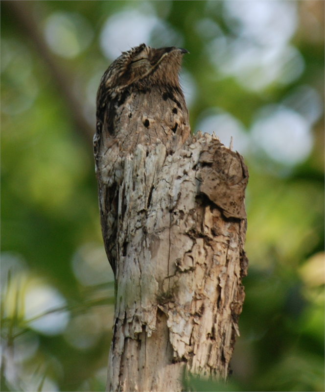 Potoo Orta ve Güney Amerika da yaşayan Potoo ların tam 7 farklı türü bulunur Geceleri avlanır gündüzleri ise tüylerindeki muazzam kamuflaj özelliği sayesinde ağaçların üzerlerinde güven içerisinde uyurlar Tüyleri bir ağaç kabuğunu andıran renk ve desenlere sahiptir