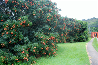 Anavatanı Çin olan ve 6 8 m yüksekliğe kadar büyüyen ve gövdesinin çapı 80 cm ye kadar ulaşan bir ağaçtır Liçi ağacı direk güneş ışığına ihtiyaç duyarken tropik ülkelerde yetişebilir ve tohumlarından elde edilen fidanların aşılanması ile de üretilir