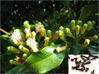 KARANFİL Afrika kıtasında çokça rastlanılan karanfil ağacı çan biçimindeki pembe renkli çiçeklerinin tomurcuklarının kurutulmasıyla karanfil baharatı hazırlanır