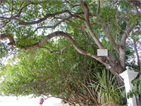 Guinness Rekorlar Kitabına girecek kadar tehlikeli sayılan ve Dünyanın En Zehirli Ağacı olarak bilinen Manşinel ağacı Florida Bahama Karayipler Orta Amerika ve Güney Amerika bölgesinde ender rastlanan bir ağaç türüdür