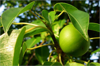 Boyu 3 metreden 15 metreye kadar çıkabilir Düz ve açık kahverengi bir kabuğu uzun dalları vardır Yumurta şeklindeki yaprakları 10 cm uzunluğundadır Küçük ve pembe çiçekleri vardır Elma şeklinde de meyveleri bulunmaktadır