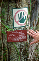 Ağaç henüz tam olarak tanımlanamamış güçlü bir toksin içermektedir Manşinel ağacına dokunmak bile deri üzerinde yanıklar oluşturacak kadar etkiye sahiptir İnsan vücudu ağacın zehirine kısa süre içerisinde tepki veriyor ve cilt kabarcıklar halinde su toplamaya başlıyor Yağmur yağarken ağaca yaklaşıldığında veya ağaçtan sıçrayan bir yağmur damlasına maruz kalınırsa yine tehlikeye maruz kalınmış oluyor Hatta yanan bir Manşinel ağacının dumanı göze temas ederse körlüğe bile sebep olabiliyor