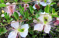 Kapari genellikle Akdeniz ikliminin hakim olduğu yerlerde yetişir Kapari bitkisi çalımsı yapıda dik ve yatık olarak büyür ayrıca dikenlidir