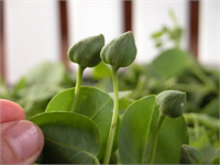 Kaparinin nohut büyüklüğünde tomurcukları vardır Bu tomurcuklar protein vitamin mineraller yönünden çok zengindir Kaparinin tomurcukları dışında toplum arasında karpuzcuk şeklinde adlandırılan meyveleri ve sürgün uçları da salamura ve sirkeden geçirilip tüketilebilmektedir Dal uçları ve tomurcukları genellikle gıda sektöründe sert olan dalları kökleri ve meyveleri de kozmetik ve ilaç sektöründe kullanılmaktadır