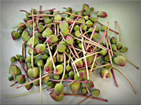 Gıda kozmetik ve ilaç sanayiinde çokça kullanılan kapari salamura halinde yurtdışına ihraç edilir Avrupa da çokça önem verilerek yetiştirilen Kapari İspanya da devlet korumasındadır