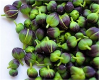 Kaparinin ayrıca ağrı kesici ve sindirim sistemini düzenleme trombosit sayısını yükseltme gibi pek çok faydası da vardır