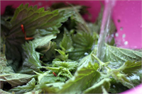 Isırgan bol miktarda demir ve dezenfektan özellik gösteren madde içerir Isırgan otu sayesinde vücudunuzda biriken nikotinden kurtulabilirsiniz