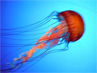 Denizanası Ölümsüz