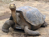 Dev Kara Kaplumbağası 150 yıl