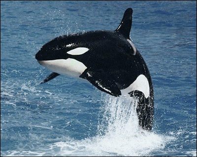 Orca 90 yıl