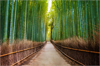 Arashiyama Bambu Ormanı Kyoto Japonya