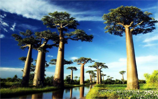 Baobap Yolu Madagaskar