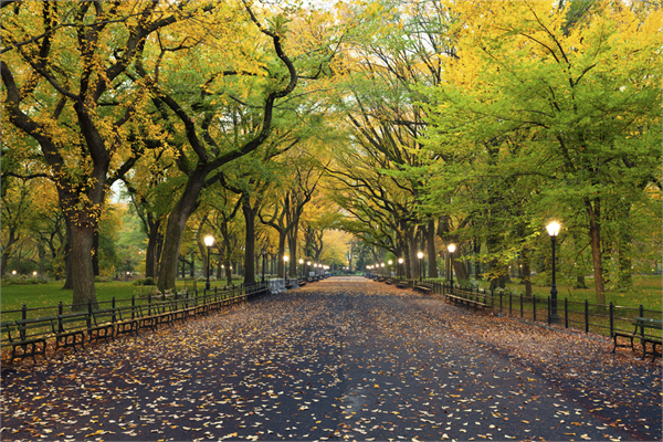 New York Central Park ABD