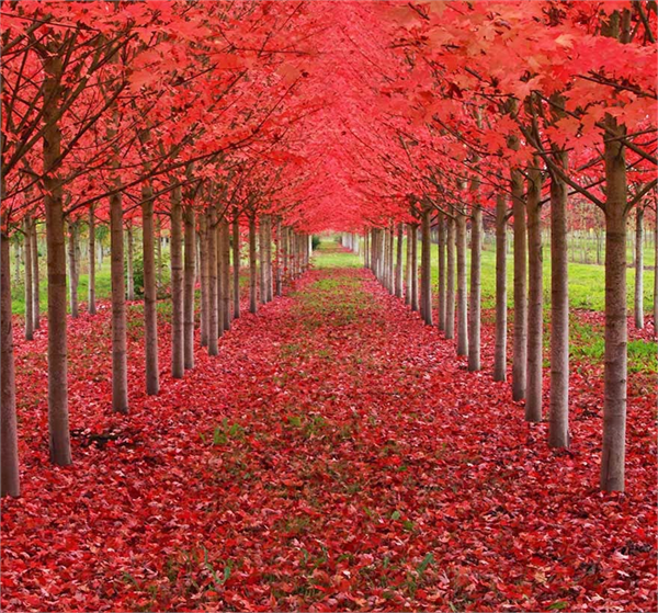 Oregon A B D