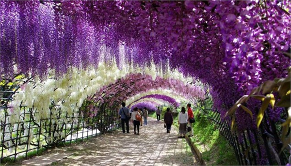 Wisteria Tüneli Japonya