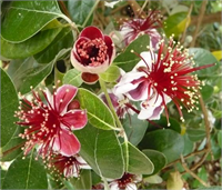 Bu ağaç 3 yaşından itibaren çiçek açmaya ve meyve vermeye başlar İleri yaşlarda ise her ağaçta yüzlerce hatta binlerce çiçek bulunur Tohum yoluyla yetiştirilebilir ve ağaç 3 metre boya ulaşabilir Feijoa meyveleri çiçeklenme döneminden 4 veya 5 ay sonra olgunlaşır