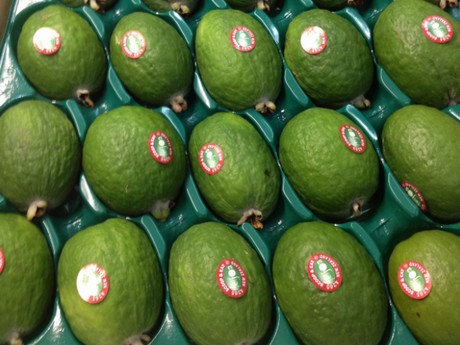 Olgunlaşan meyveler kendiliğinden dökülürler Ancak hasat edilen veya olgunlaşıp dökülen meyveler hemen yenemez Hasattan sonra yenebilir duruma gelmesi için bir hafta oda sıcaklığında bekletilip olgunlaştırılması gerekmektedir