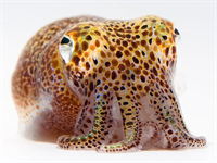 Bu bakteriler aralarında bir molekül üretip sonra bunu birbirlerine göndererek adeta haberleşirler