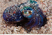 Bakterilerin mürekkep balığının altında aynı anda ışık üretmeleriyle mürekkep balığının kuma düşen gölgesi ortadan kalkmış olur