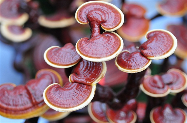 Reishi mantarının şu an çeşitli tedavi edici özelliklere sahip olduğu bilinen en az 270 tür mantar vardır