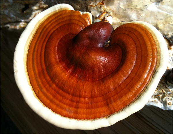 Protein selüloz azot fosfor potasyum kalsiyum magnezyum germanyum ve selenyum içeren reishi mantarı son yıllarda özellikle kanser hastalarının ihtiyaç duyduğu Germanyum elementinin bu mantardaki molekül şeklinin insan vücudunun kendini yenilemesi için en fazla ihtiyaç duyulan şekil olduğu bilinirken bu özelliği nedeniyle oldukça rağbet görüyor