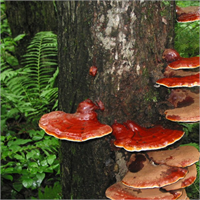 Çin tıbbında yaklaşık 4000 yıldır ilaç olarak kullanılan sıvı olarak özünün tüketildiği bir mantar türü olan Reishi genellikle meşe ve erik ağacı kütüklerinin üzerlerinde yaklaşık 9 aylık gibi bir sürede yetiştirilir