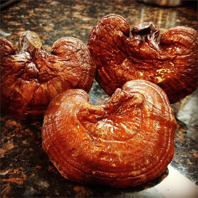 Reishi mantarının 1 gramının bin liraya alıcı bulduğu bilinirken bilinen kişiler tarafından toplanması ve yetiştirilmesi tavsiye edilmektedir Kurutularak özünün kullanıldığı reishi mantarı saf haliyle tüketilmemektedir