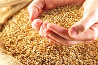 Buğday Buğday bitkisi yetişme döneminin ilk devrelerinde düşük sıcaklık ve bol nemli hava istemektedir Özellikle çimlenme ve kardeşlenme sırasında buğdayın istediği sıcaklık 5 10 0C nem ise 60 kadardır Buğday gelişmesinin ikinci devresi olan sapa kalkmada ise 10 15 0C sıcaklık ve 65 oranında nispi nem isteği olmaktadır Toprak isteği bakımından tınlı killi ve humusça zengin toprakları sever