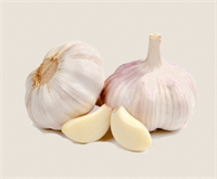 Sarımsak Sarımsak ülkemizin çok yağış alan Karadeniz kıyı bölgesi dışında hemen her tarafında kolayca yetiştirilir Çok yağış alan bu kıyı kesiminde de taze sarımsak olarak rahatça yetiştirilmektedir Sarımsak dişlerinin uçları görülecek şekilde dikilmeli ters dikilmemeye özen gösterilmelidir