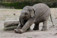 Filler Yapılan araştırmalarda fil genomunun bol miktarda kanserle savaşan gen içerdiği saptandı p53 isimli tümör bastırıcı gen birçok hayvanda bulunuyor İnsanların genomunda sadece bir adet bulunurken fillerde 20 adet p53 geni saptandı Bu gen sayesinde fillerin kansere yakalanma oranı çok düşük