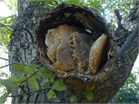 Anzer yaylası dışındaki tüm yaylalarda arılar ıhlamur karayemiş kestane ve akasya gibi ağaçların çiçeklerinden de özüt ve polen toplarlar Bu nedenle de Anzer balı olarak satılan balların içinde bu çok yıllık ağaçlardan alınan özüt bulunursa bu bal Anzer balı olarak tescillenmemektedir