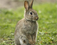 Bazı tavşan türleri bir saniyede kendi vücut uzunlukları kadar koşmada çitalardan bile daha iyidir