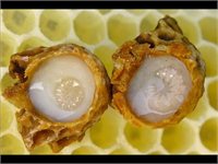 Arı Sütünün İnanılmaz Faydaları