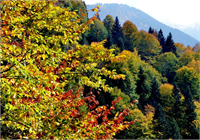 Doğadaki renk cümbüşü görenleri kendine hayran bırakıyor