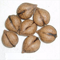 Kalp Cevizi Japon cevizi olarakta bilinir Ağacının ve meyvelerinin kalp şeklinde olmasından dolayı oldukça ilgi çekmektedir Soğuk ve sıcak iklime dayanıklı bir türdür Ülkemizde de yetiştirilmektedir Normal cevize oranla daha tatlı bir ceviz türüdür B ve D vitaminleri yönünden zengindir