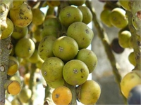 Betel Cevizi Aslında Areca Palmiyesinin çekirdeğidir Bu ağaç Güney Asya ve Doğu Afrika ya kadar bir bölgede yetişir Suyu seven bir ceviz türüdür Çok fazla tüketilmeyen ama ilgi çekici bir ceviz türüdür