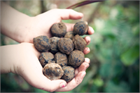 Kemirinut Cevizi Kandil cevizi olarakta bilinen bu ceviz türü Endonezya ya özgüdür ama beşeri faktörlerin de etkisiyle yaklaşık bin yıl boyunca yayılma alanını genişletmiştir Güneydoğu Asyanın büyük kısmında yemeklerde kullanılmasının yanı sıra içerdikleri yüksek oranda yağ sayesinde kandil olarak da kullanılmışlardır Dondurulmuş olarak nakliyesinin yapılması bolca bulunan yağının ekşimesine de engel olur Cevizin ağırlığının 15 20 si yağ olduğu için kazançlı bir ceviz türüdür