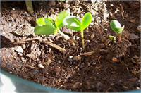 Sebze Meyve Yetiştirmenin Pratik Yolları