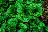 Hem doğa dostu hem de tüketiciye faydalı olan bu tür tasarımlar geleceğimiz için önemli adımlar olurken yeni fikirlerinde önünü açmaya devam ediyor