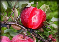 Posof yöresinde 46 çeşit elma yetiştirildiğini belirten çiftçiler içi ve dışı kırmızı olan elmaların şeker hastalığına iyi geldiğini söylüyorlar