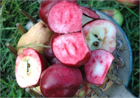 Posof yöresinde Badele Elması olarakta bilinen bu kırmızı elmalar özel projelerle daha da yaygınlaştırılmak isteniyor