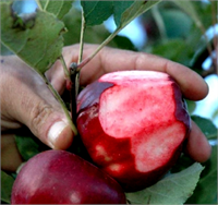 Norrmal elma gibi yetişen ve olgunlaşan Badele elmaları iyice olgunlaştıktan sonra hem içi hem de dışı kırmızı bir renge bürünerek toplanmaya hazır hale geliyor
