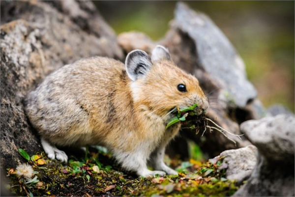 Pikalar Maalesef bu sevimli dağ fareleri küresel ısınma nedeniyle her geçen yıl daha yukarılara çıkmaya mecbur ediliyorlar