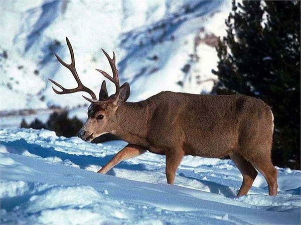 Ren Geyikleri Ren geyikleri iklim değişikliği kuşağının ön hatlarında bulunuyor Ekosistemdeki ciddi değişiklikler gıda bulmakta zorluk çekmelerine sebep oluyor